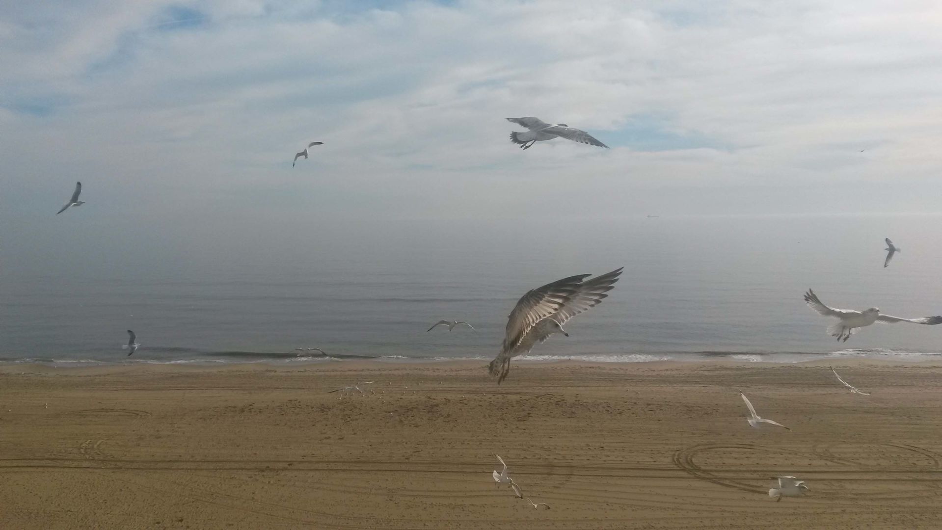 Birds in flight